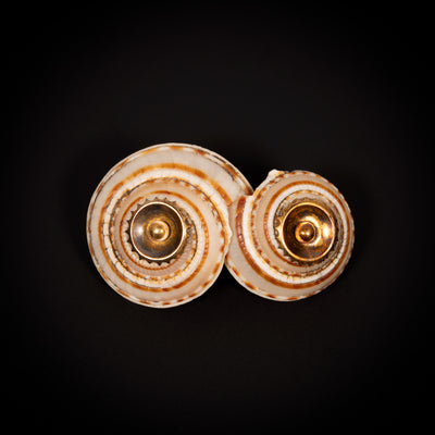 Antieke broche met schelpen van zeeslak - #3