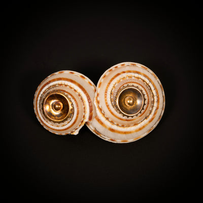 Antieke broche met schelpen van zeeslak - #1