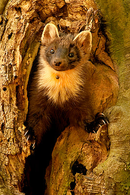 Vintage Italiaanse boommarter broche - #6