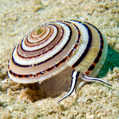 Antieke broche met schelpen van zeeslak - #5