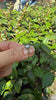 18e eeuwse herinneringsring met diamant - #7